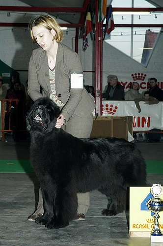 gal/Expo_janvier_2006/DSC_5572.jpg